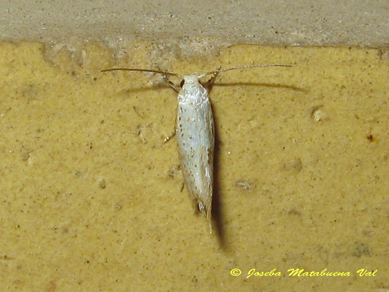 Elachista nolckeni? - Elachistidae